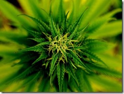 marijuana-pixabay8_large