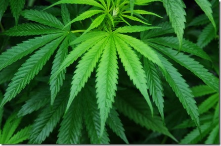 cannabis-sativa-plant-1404978607akl